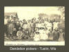 The picture titled "Dandelion Pickers, Tustin, Wis" is courtesy of the Waupaca Historical Society - Blanche Fanik donated it in 1980. The only person on the picture that has been identified is Elsie Grimm. (She is 7 in the back from the right, facing you.) Photo submitted by Darlene Ryan daryan@dwave.net